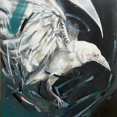 Indet white raven
