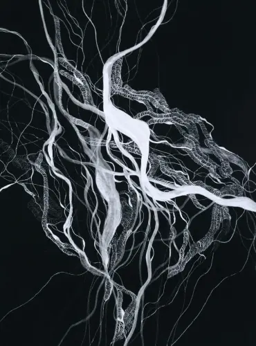 Fehér fűz gyökerek IV.