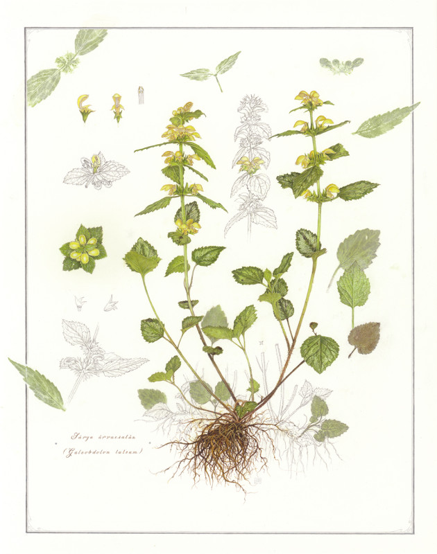 Herbes simples/ Galeobdolon luteum (Sárga árvacsalán)
