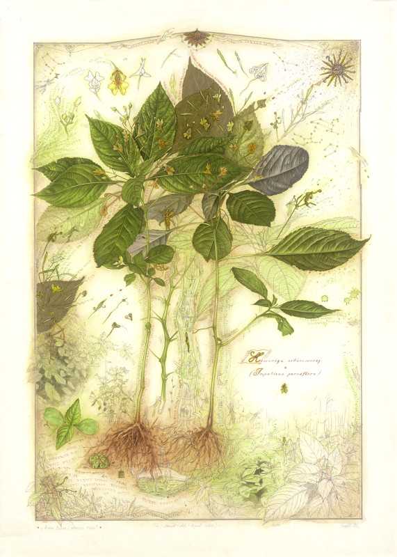 Anima Plantae/ Impatiens parviflora (Kisvirágú nebáncsvirág)