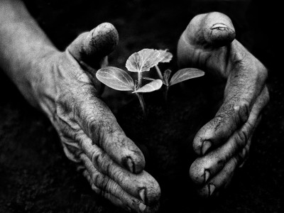 A kertész keze